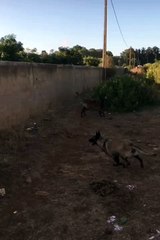 شاهد لحظة هروب كلاب شرسة. مالينوا