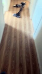 Cat Hides in the Toilet