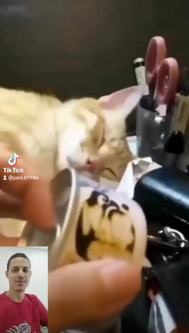 ⁣Funny pets. #funnypets #cats #pets
