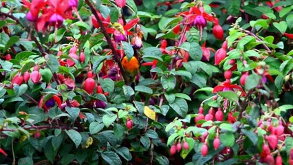 Listen to Birds Singing for 1 Hour of Relaxing - Stress Reducing - Peaceful Bird Sounds