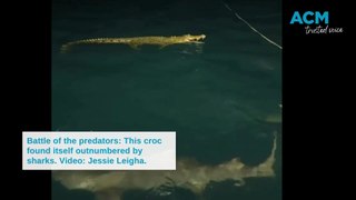 Sharks attack crocodile in battle of the predators