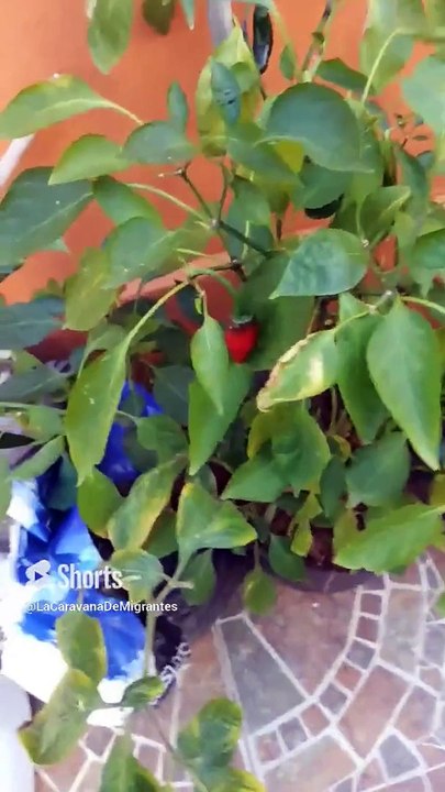 #cosecha #chile #jalapeño #aji #guindillas #pepper #picante #hortalizas #shorts #macetas #plantas