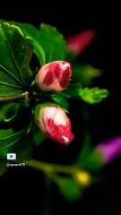 يَا أَيُّهَا الْإِنسَانُ مَا غَرَّكَ بِرَبِّكَ الْكَرِيمِ#عبدالباسط_عبدالصمد #تلاوة_خاشعة#qoran