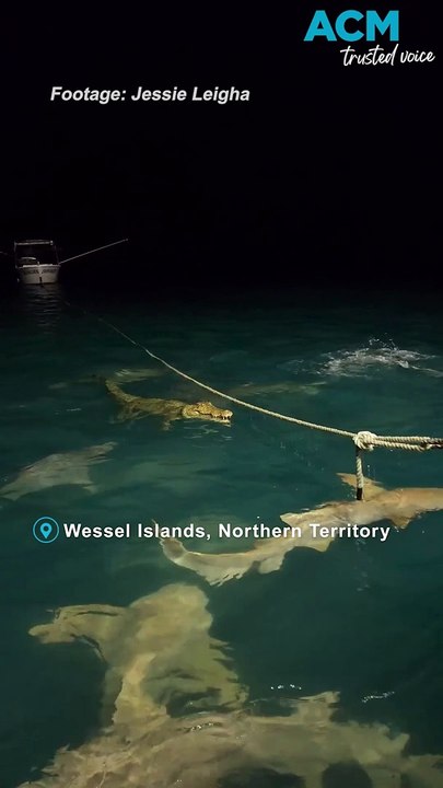 Croc faces off with a frenzy of hungry sharks