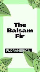 The Balsam Fir