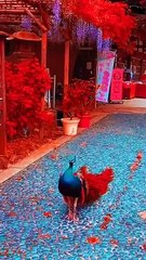 اجمل طاووس في العالم