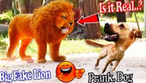 Hilarious Dog Pranks! Watch as This Pup Reacts to a Fake Lion, Fake Tiger, and Giant Box