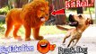 Hilarious Dog Pranks! Watch as This Pup Reacts to a Fake Lion, Fake Tiger, and Giant Box