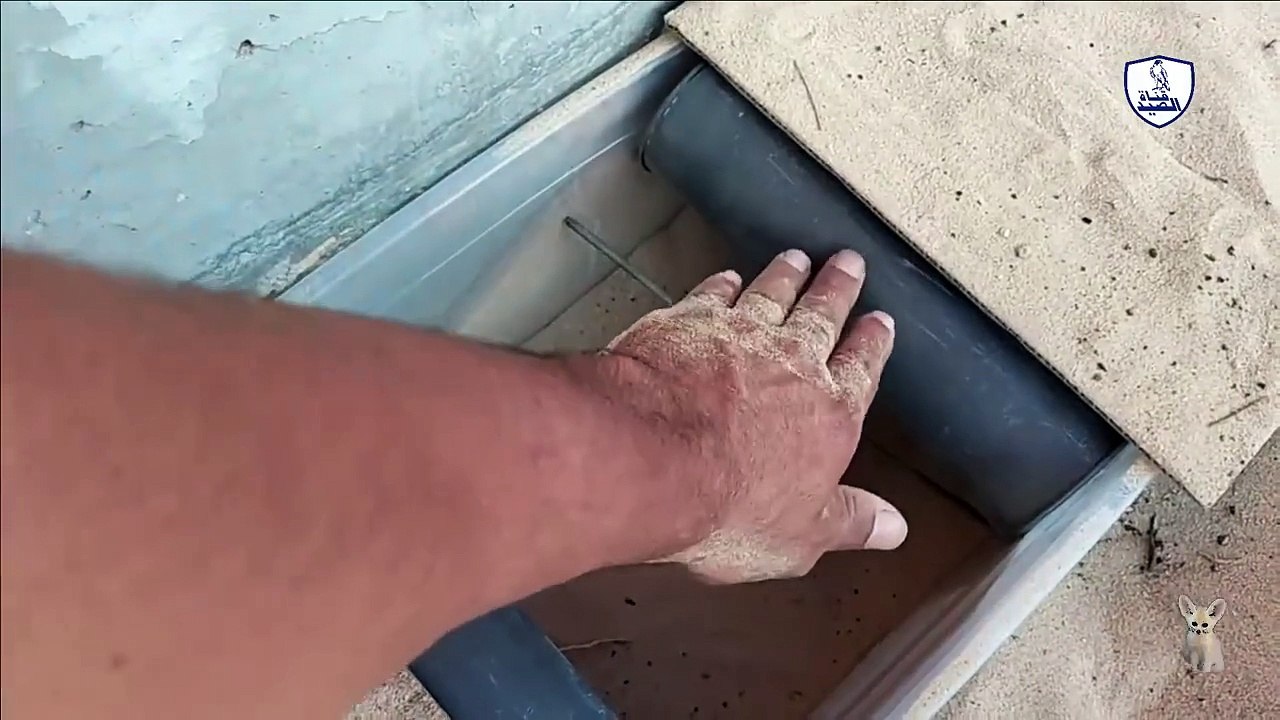 صيد العقارب Scorpion hunting