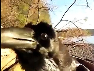 A Raven speaks to the Cameraman