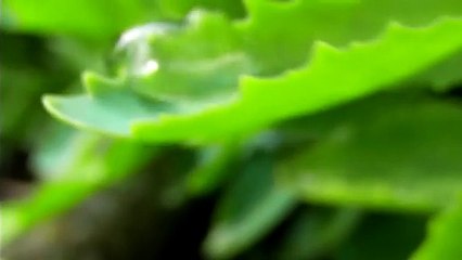 Slow motion Water drops