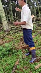 Possível tornado deixa rastro de destruição em vegetação de pinheiros em SC