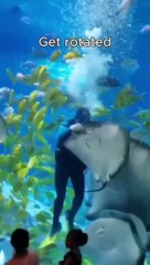 Funny cat dog animals compilation 7 animal videos on Instagram Tiktok