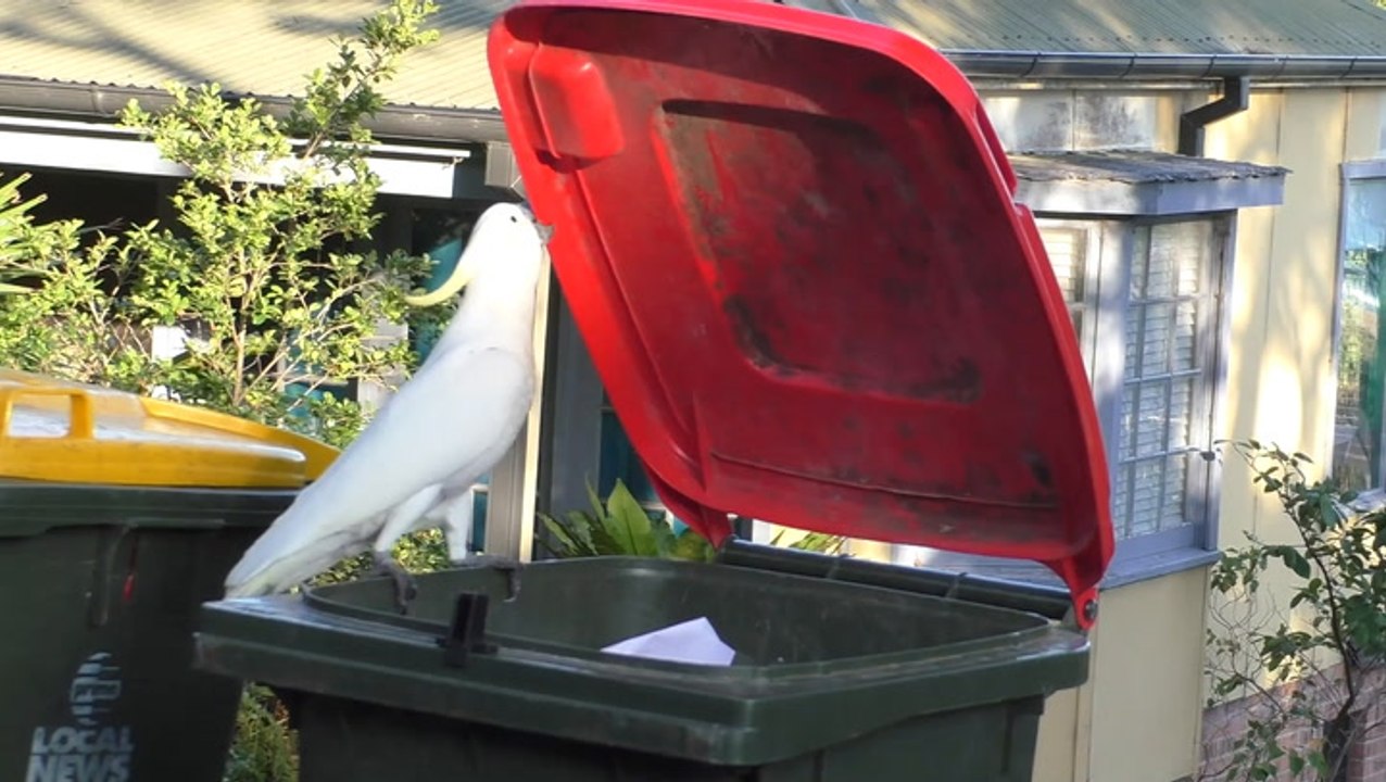 Australia's Got Trash Can Cockatoos video Dailymotion