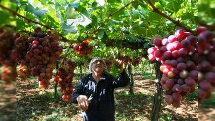 القضية الفلسطينية من صاحب الحق ومن الجاني المحتل