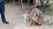 शराबी बंदर का 17 सेकेंड का वीडियो आया सामने, देखकर हैरान रह जाएंगे आप