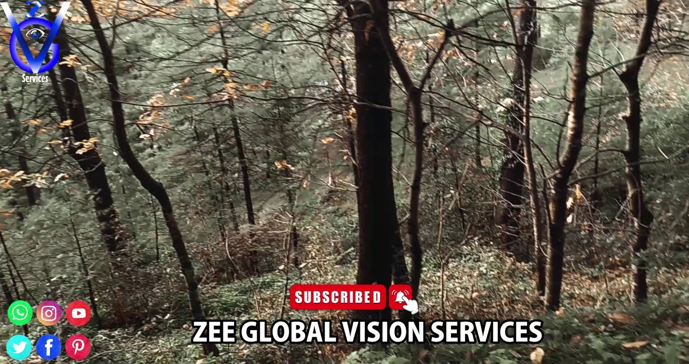 A Cinematic Style Video of Walking Inside Forest | Galyat | Forest Travel | Pakistan