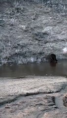 Funny cat dog animals compilation animal videos on Instagram Tiktok