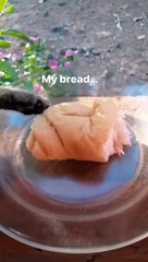 Funny cat dog animals compilation animal videos on Instagram Tiktok
