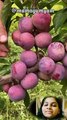 Trending Fruit All Country & Cutting Des 4,2023 Part-1 #shorts #viral #trending #fruit