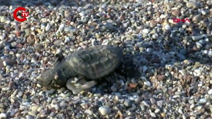 153 BİN YAVRU CARETTA CARETTA DENİZLE BULUŞTU