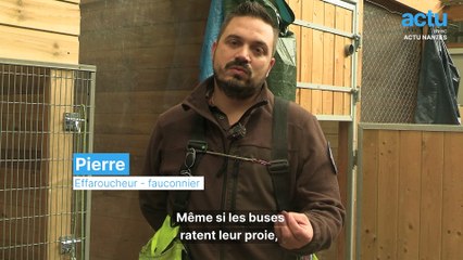 Ces effaroucheurs sécurisent les pistes d'aéroport avec des buses
