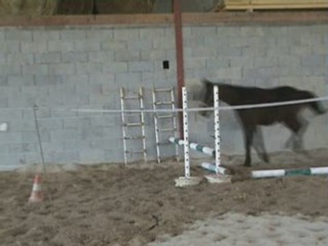 A vendre Poulain selle francais (Diamant de semilly)