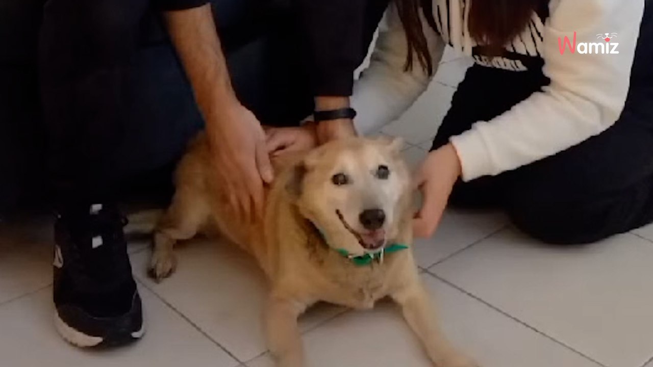 Après 11 ans au refuge, l’adoption de ce chien...