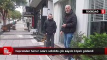 Tekirdağ'da depremden hemen sonra sokakta çok sayıda köpek gözlendi