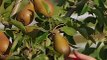 Tu savais que si tu vis dans une des communes de Bordeaux Métropole, tu peux recevoir gratuitement un plant d’arbre fruitier?