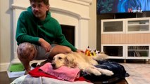 Il fait un ultime cadeau à sa chienne avant de lui dire au revoir : 813K personnes s'effondrent en larmes (vidéo)