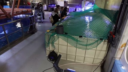 Młode płaszczki w wrocławskim zoo