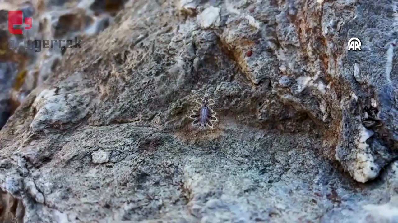 Van'da 'dikenli dantel böceği' görüntülendi