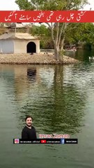 Ducks were floating infront of the Boat 