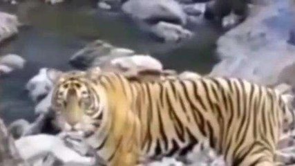 श्योपुर:राजस्थान के टाईगर को कूनो नेशनल पार्क आने लगा रास, कर रहा शिकार