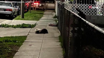 Deux chiens abandonnés refusent de se séparer et de quitter le dernier endroit où ils ont vu leur famille