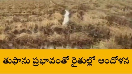గుంటూరు జిల్లా: తుఫాను ప్రభావంతో రైతుల్లో ఆందోళన