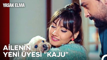 Alihan'dan Zeynep'e Ufak Jestler - Yasak Elma 21. Bölüm