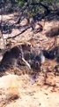Leopard hunting porcupine gets quills in face