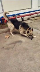 لن تصدق ردة فعله عندما رأي شخص غريب