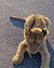 Mama comes to rescue her little cub