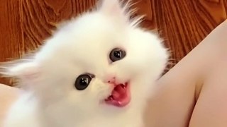 Cute funny cat vedio