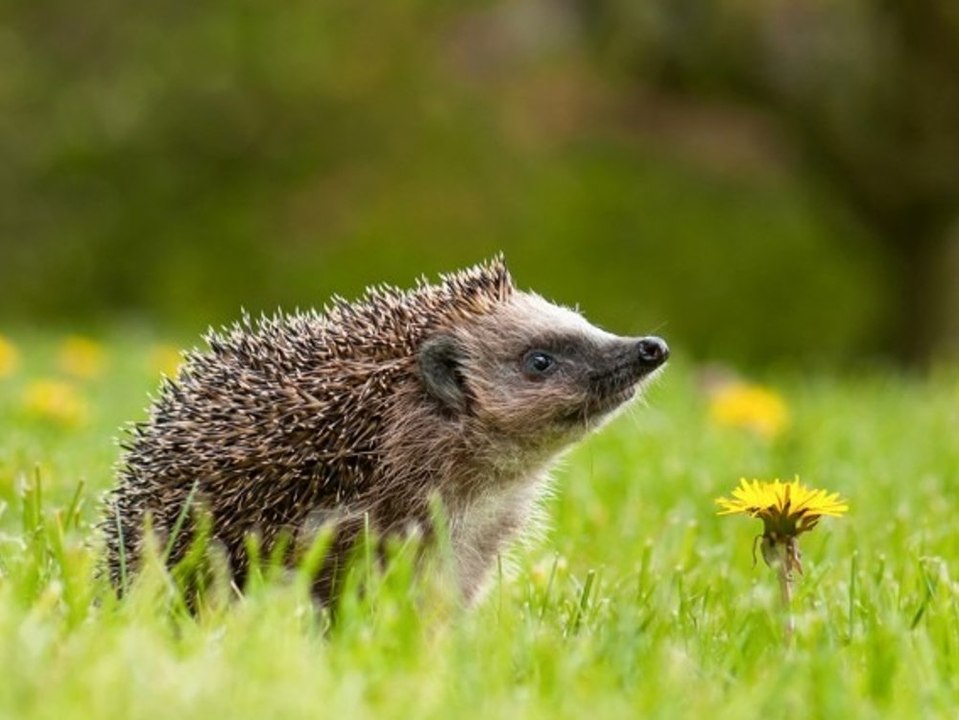 Lebensraum schwindet: igel ist das tier des jahres 2024