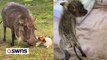 Fully house-trained warthog loves belly rubs and even sleeps with the dogs