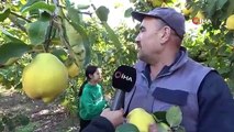 Deprem bölgesinde yetişiyor, tüm dünyaya dağılıyor