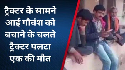 चित्रकूट: गौवंश को बचाने के चलते पलटा ट्रैक्टर,एक की मौत