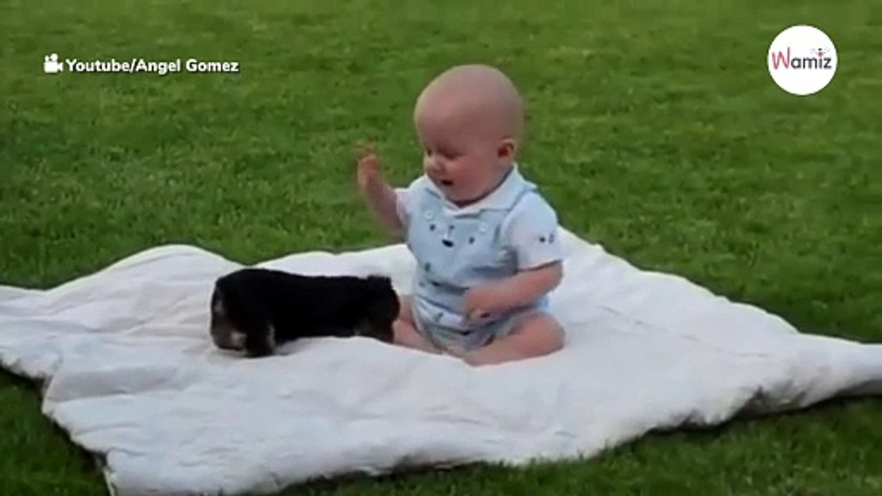Kleiner Yorkie möchte mit dem Baby spielen: 17 Millionen Menschen schmelzen hinweg!