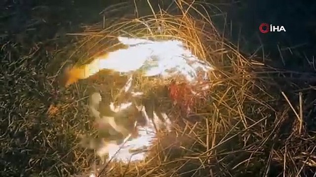 Binlerce kuş türü yaşıyor! O sazlık cayır cayır yanıyor