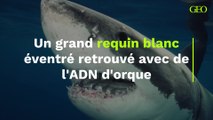 Un grand requin blanc éventré retrouvé avec de l'ADN d'orque