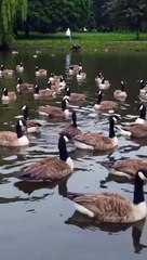 Canada's wilds are mysterious conditions  in terms of birds and hidden life